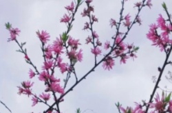 抖音每年桃花开的时候是什么梗？每年桃花开的时候梗的介绍