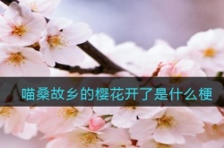 喵桑故乡的樱花开了是什么梗？喵桑故乡的樱花开了梗的详解