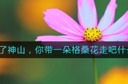 抖音我出不了神山你带一朵格桑花走吧是什么梗？梗的详解