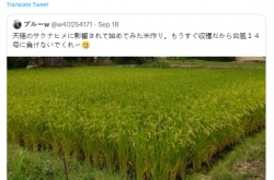 玩家受天穗之咲稻姬影响种地 制作人转发点赞